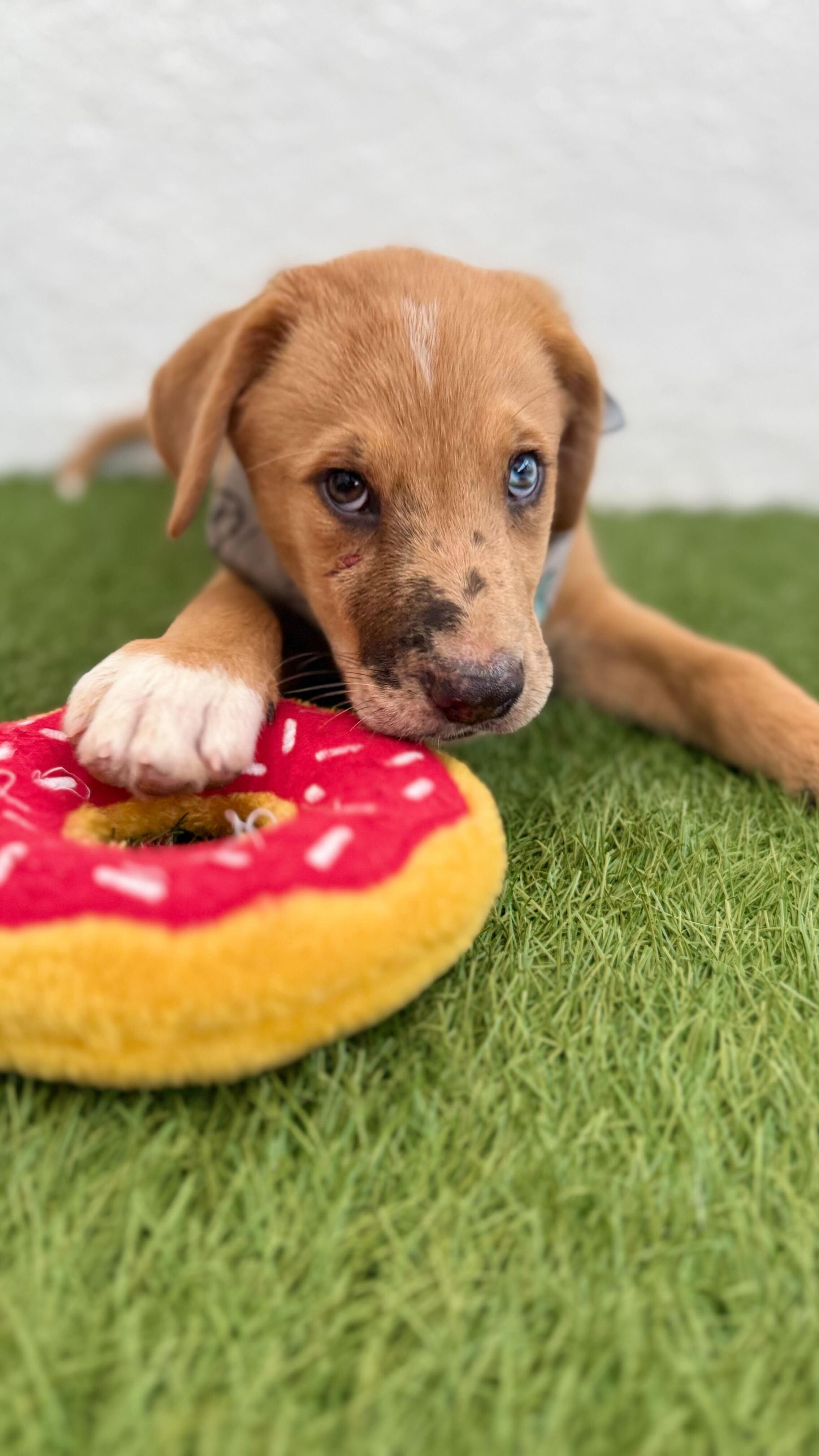 BISCUIT