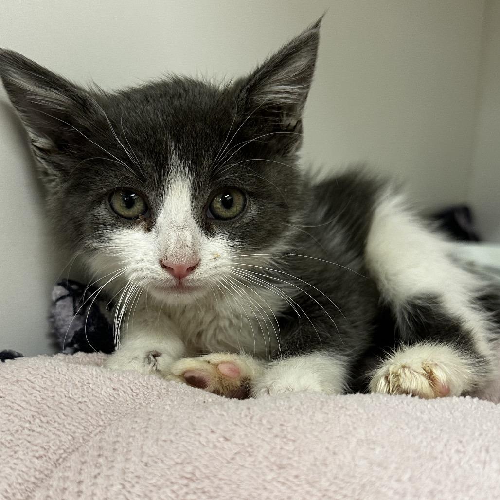 Genesis, Adoptable, Kitten Female Domestic Medium Hair.