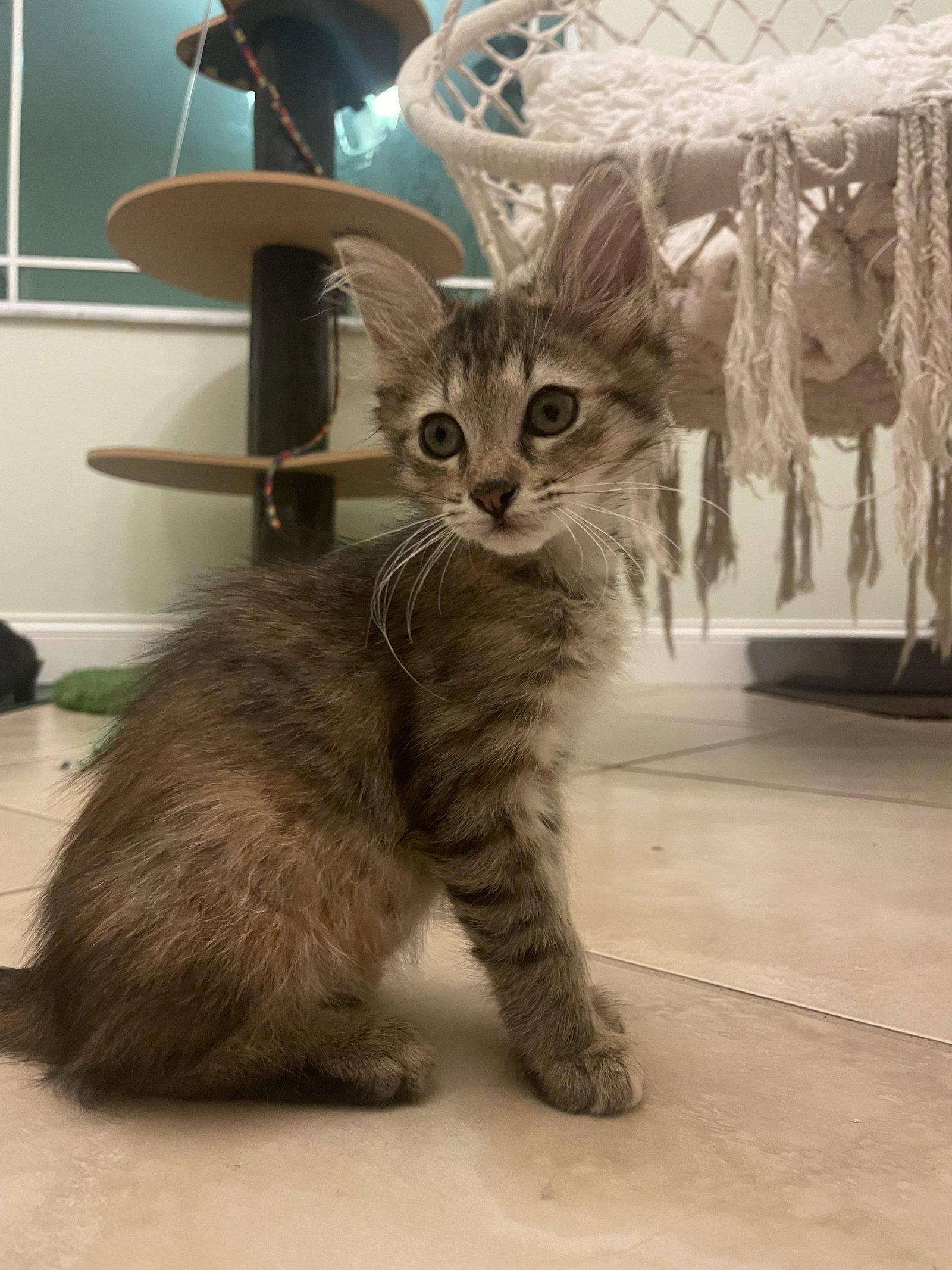 Foxy (4597)), Adoptable, Kitten Female Domestic Medium Hair & Tortoiseshell.