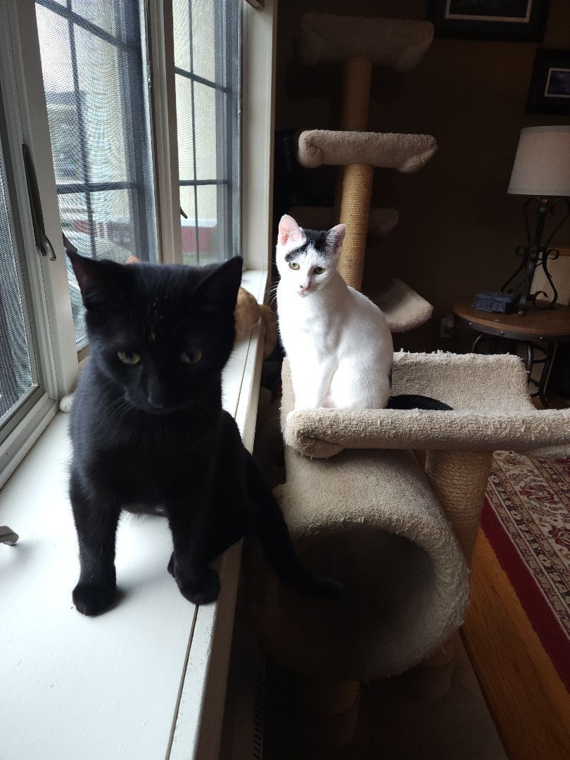 Dawson, a Adoptable mixed breed in Garwood, NJ image 4/5