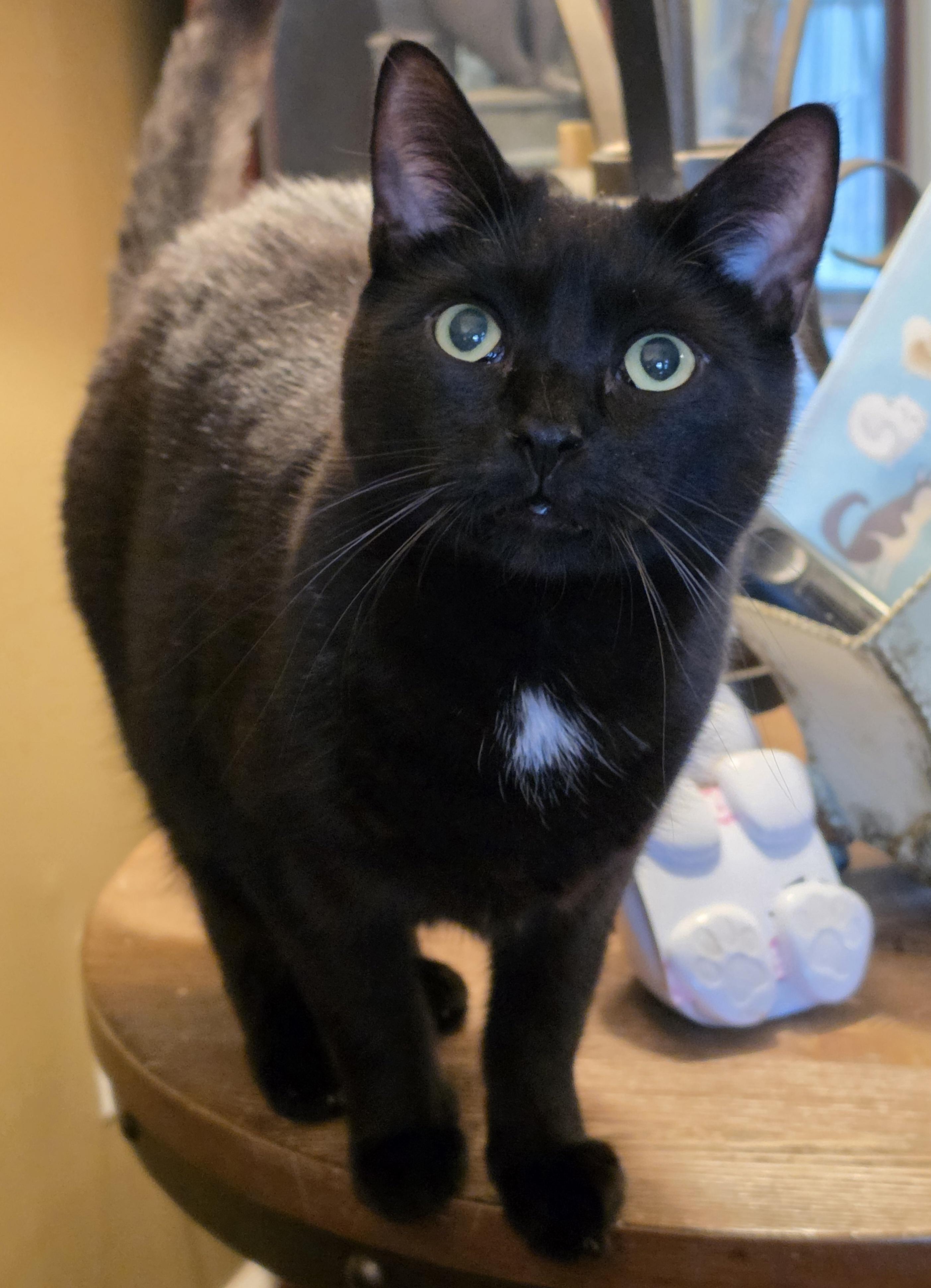 Dawson, a Adoptable mixed breed in Garwood, NJ image 2/4