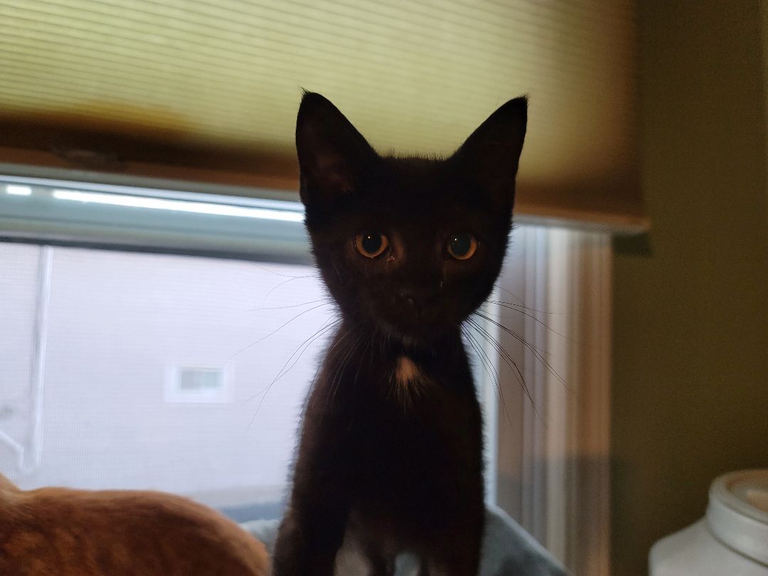 Dawson, a Adoptable mixed breed in Garwood, NJ image 5/5