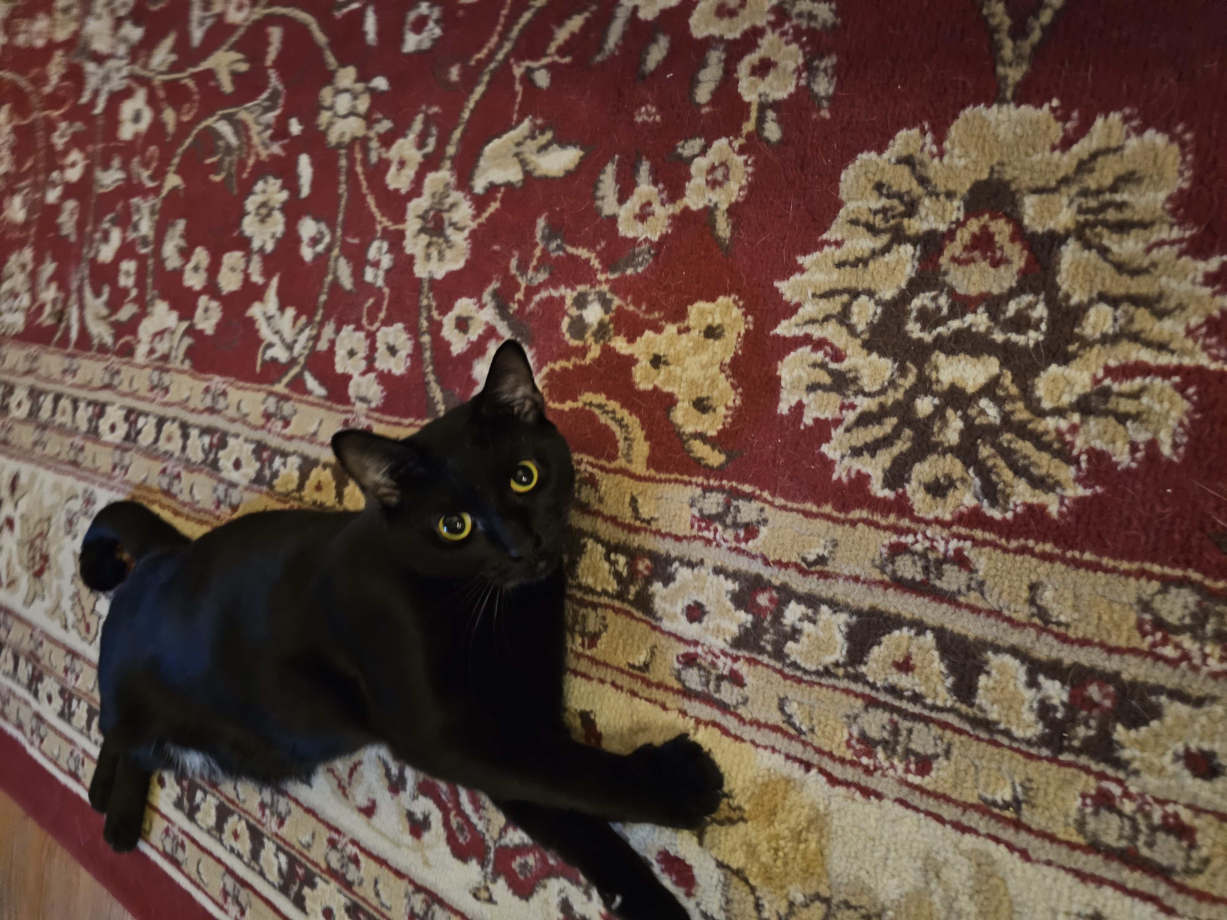 Dawson, a Adoptable mixed breed in Garwood, NJ image 1/5