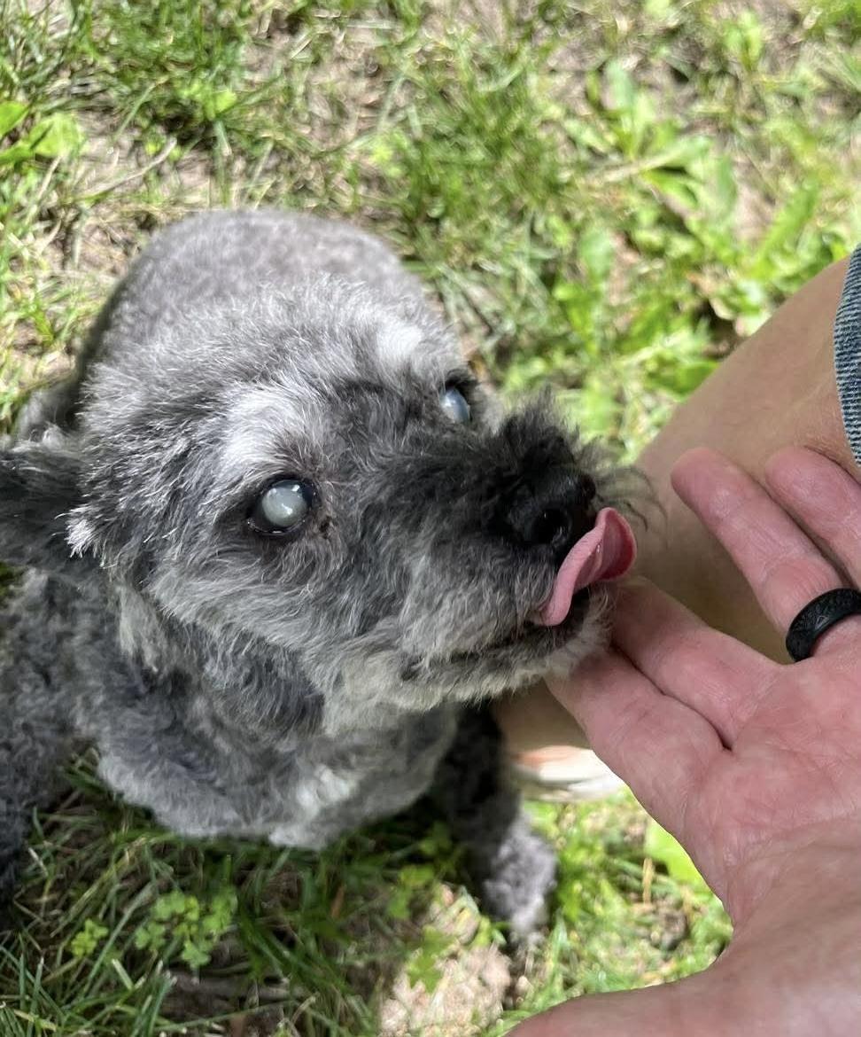 Georgie, a Adoptable Miniature Poodle in Toledo, OH image 6/6