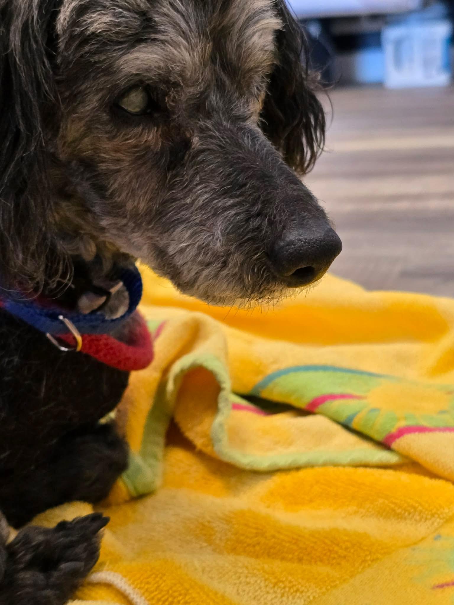 Enlarge Georgie, a Adoptable Miniature Poodle in Toledo, OH image 2/2