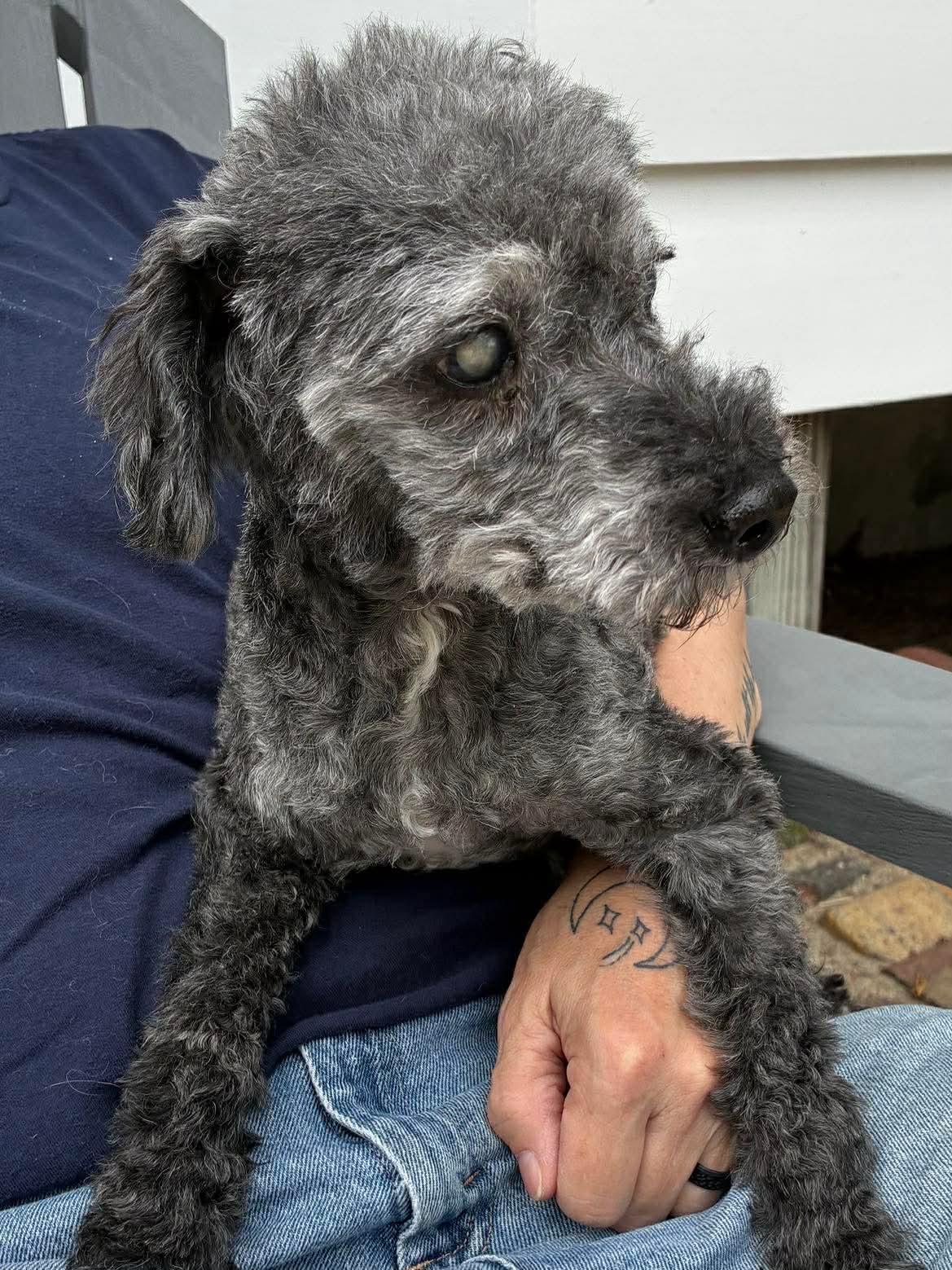 Georgie, Adoptable, Senior Male Miniature Poodle.