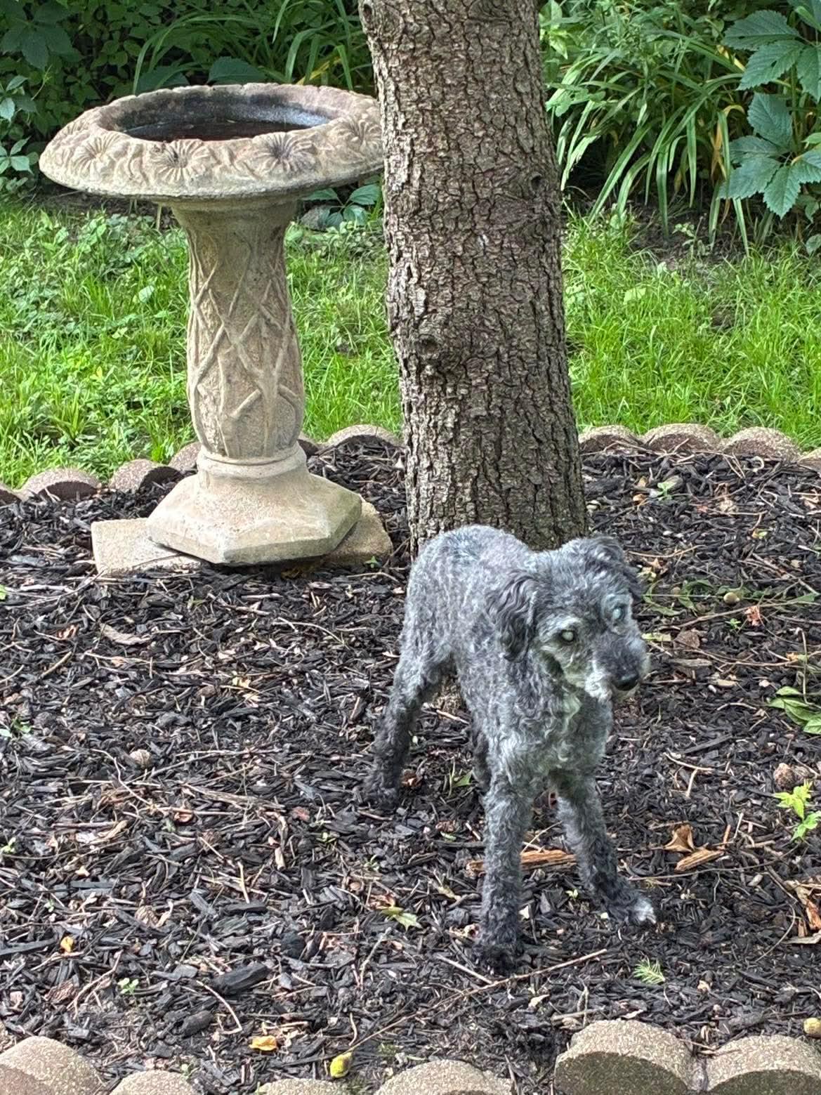 Georgie, a Adoptable Miniature Poodle in Toledo, OH image 5/6