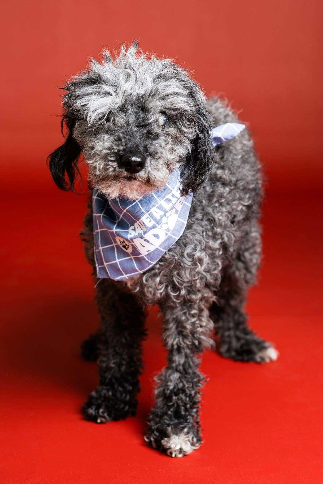 Georgie, Adoptable, Senior Male Miniature Poodle.
