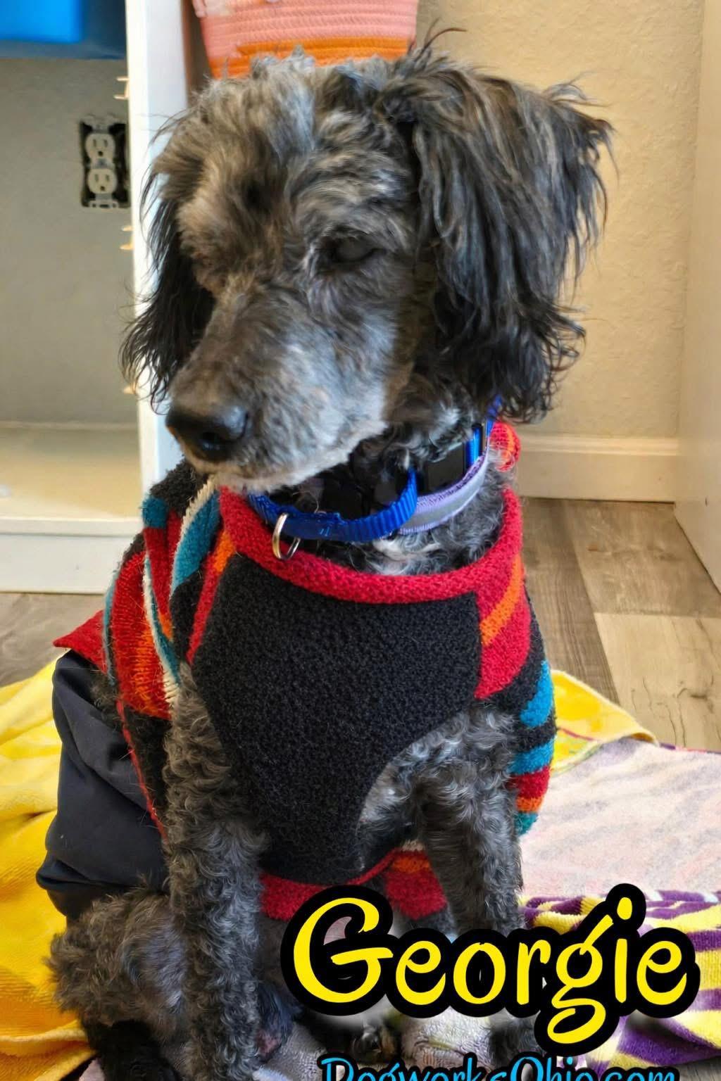 Georgie, Adoptable, Senior Male Miniature Poodle.
