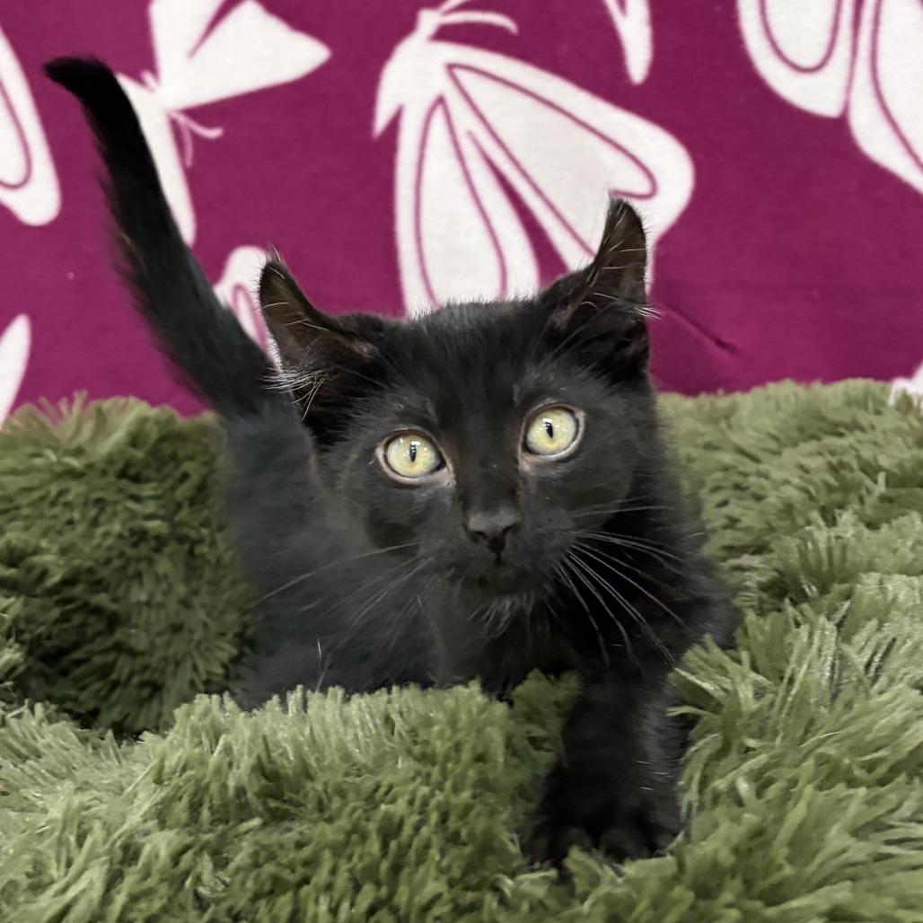 Eclipse, Adoptable, Kitten Male American Curl.