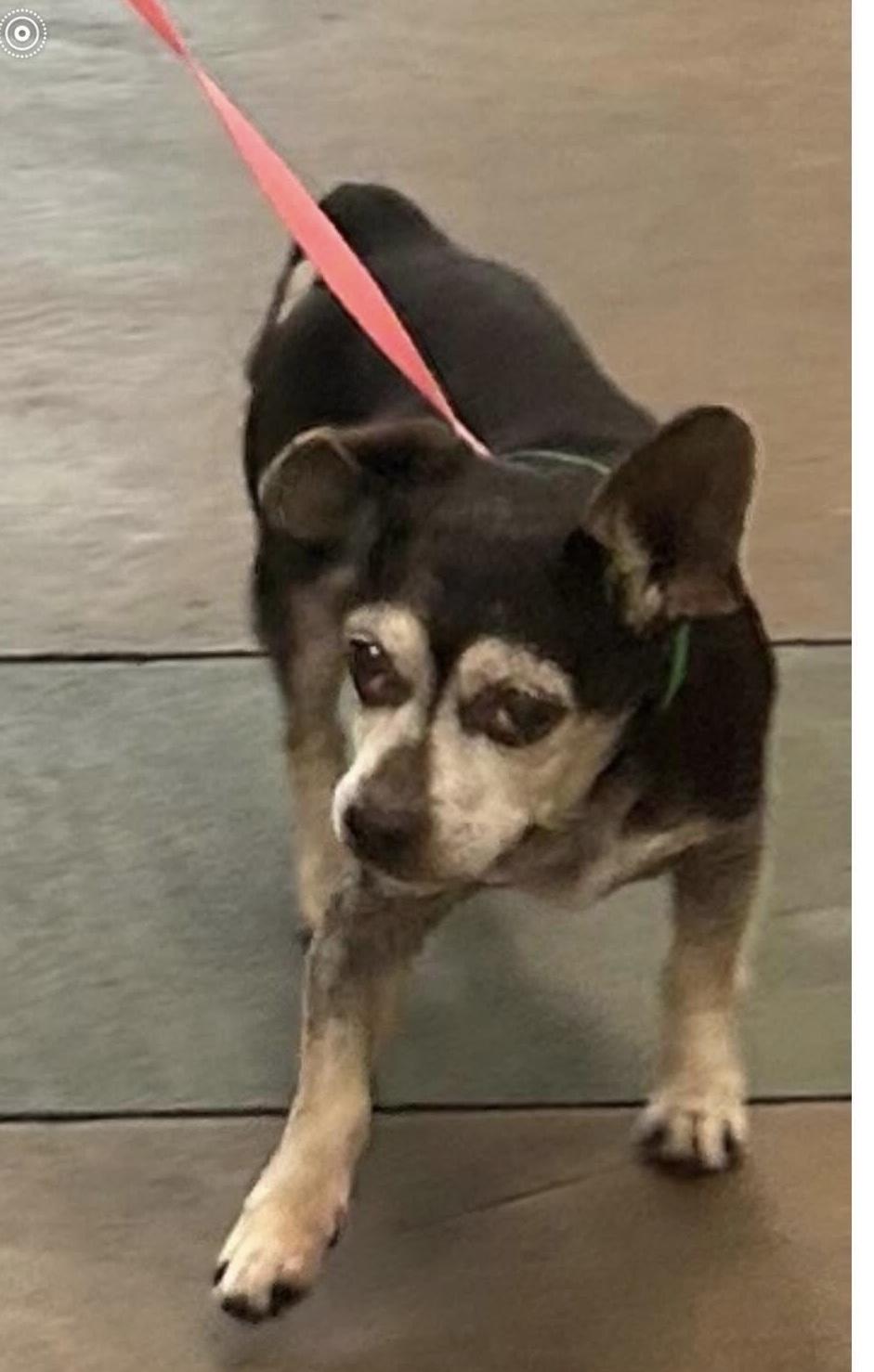 Enlarge Sunny, a Adoptable Chihuahua in Studio City, CA image 1/1