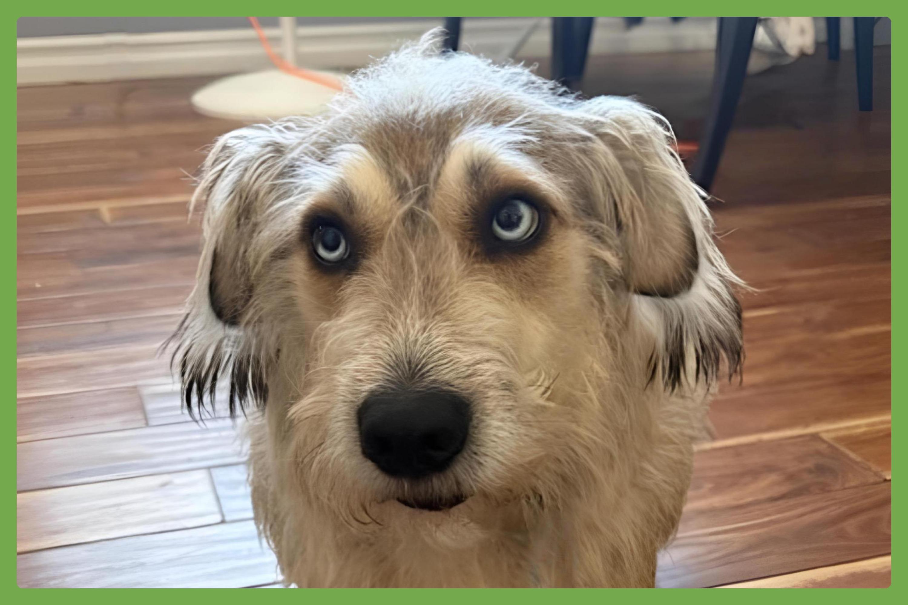 Enlarge Bossco, a Adoptable mixed breed in Clarkston, MI image 1/6