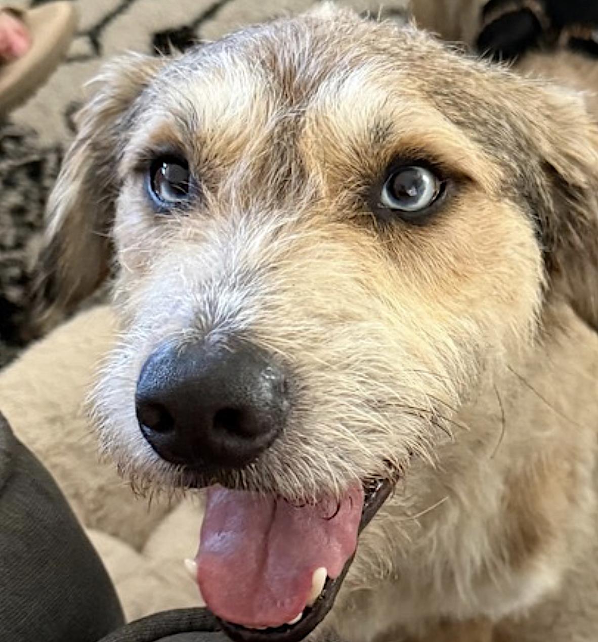 Enlarge Bossco, a Adoptable mixed breed in Clarkston, MI image 3/6