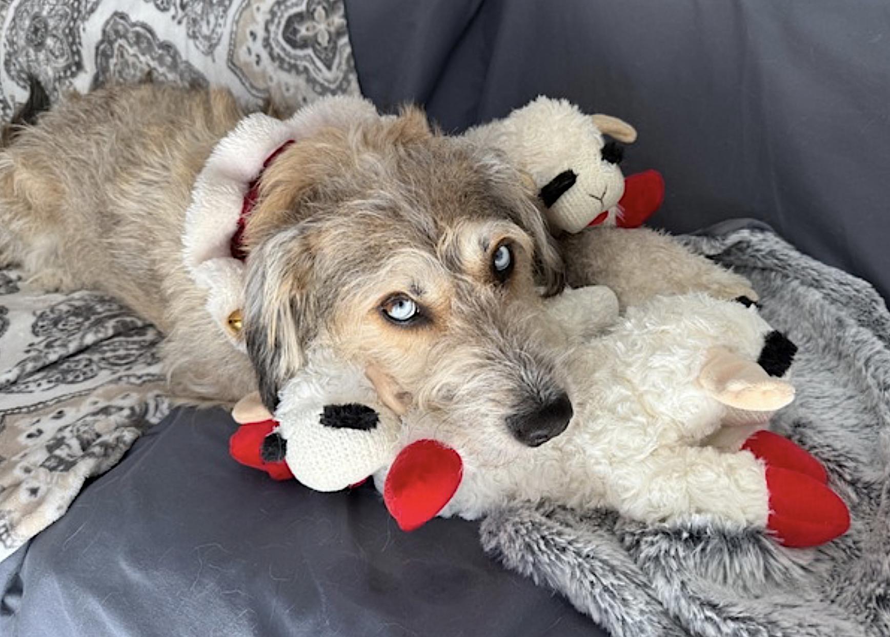 Enlarge Bossco, a Adoptable mixed breed in Clarkston, MI image 4/6