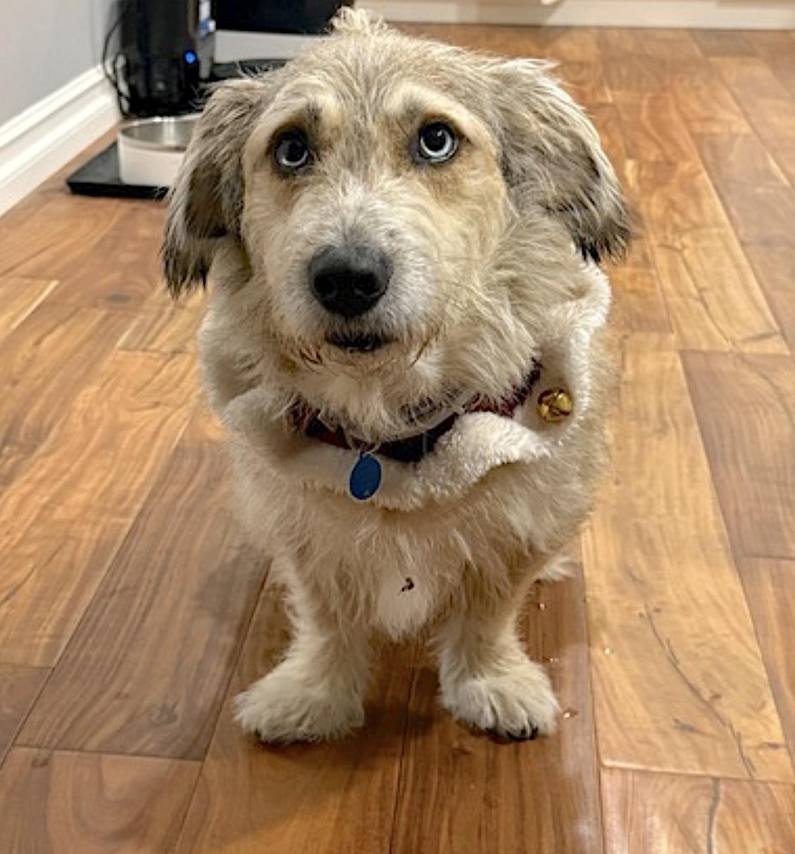 Enlarge Bossco, a Adoptable mixed breed in Clarkston, MI image 2/6