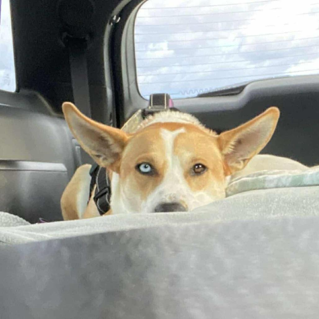 Charlotte - PAWS, Adoptable, Adult Female Mixed Breed.