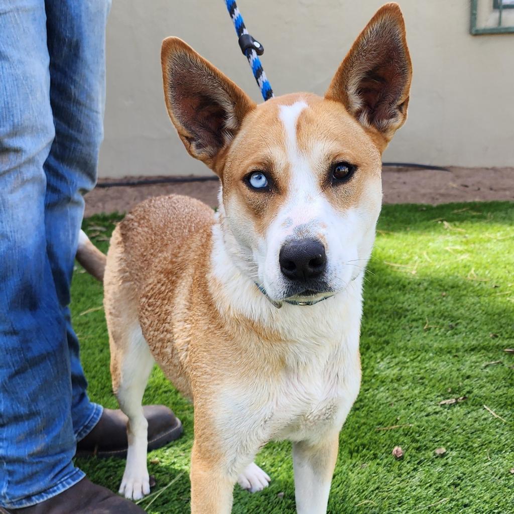 Enlarge Charlotte - PAWS, a Adoptable Mixed Breed in Las Cruces, NM image 3/6