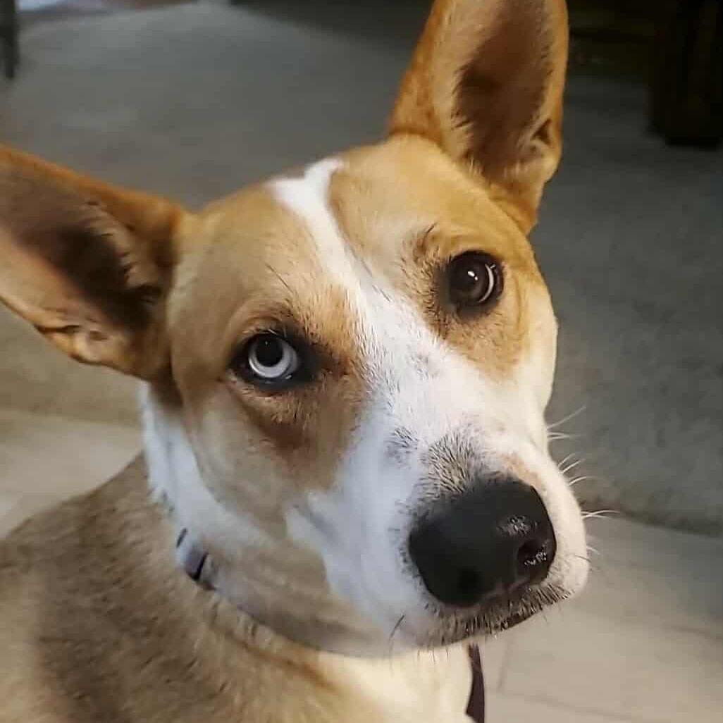 Enlarge Charlotte - PAWS, a Adoptable Mixed Breed in Las Cruces, NM image 6/6