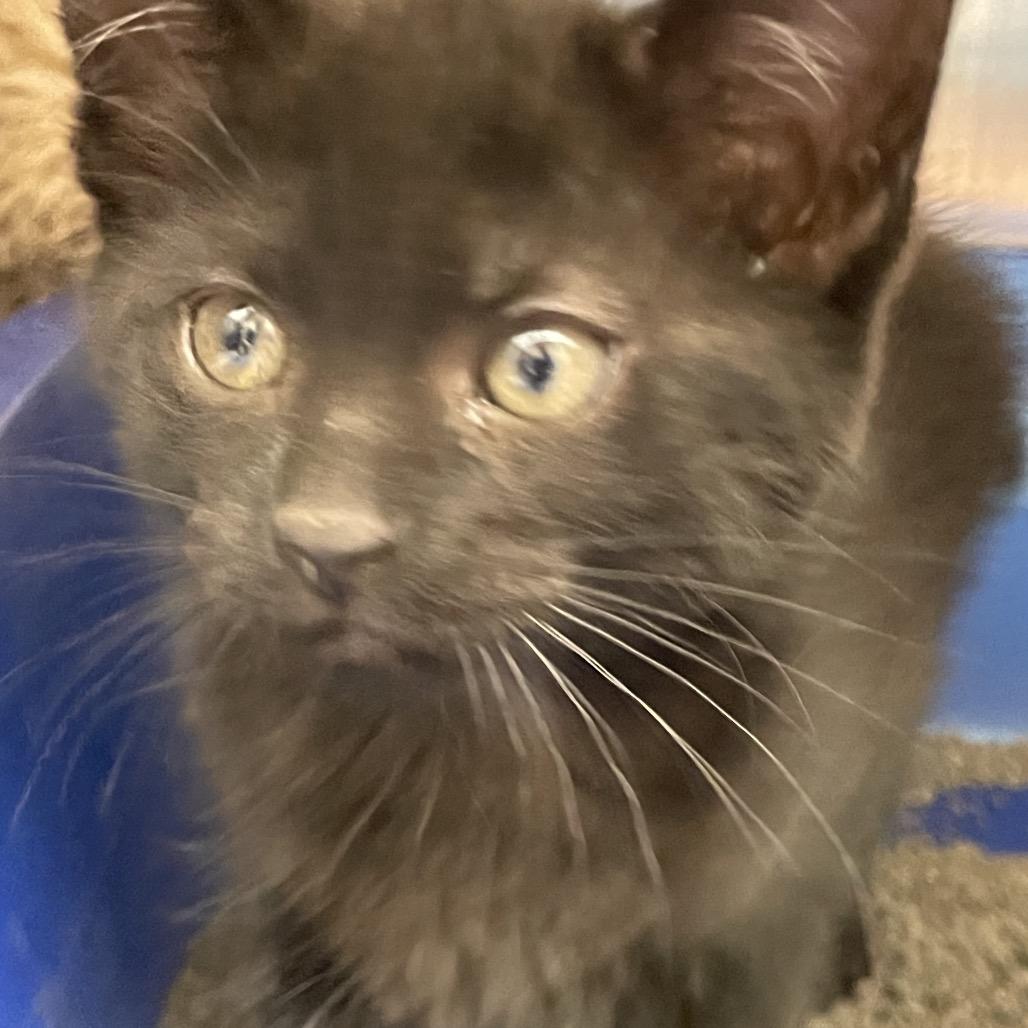 Enlarge Yankee-in foster, a Adoptable Domestic Short Hair in Springfield, MA image 1/2