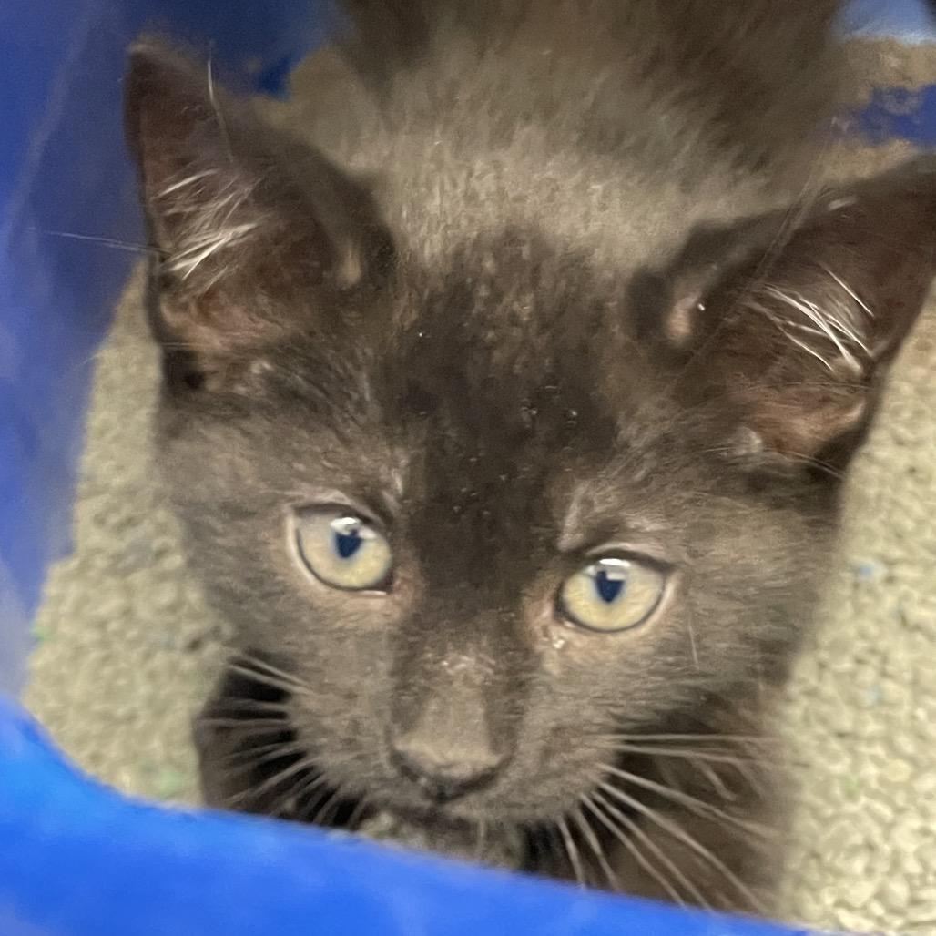 Enlarge Yankee-in foster, a Adoptable Domestic Short Hair in Springfield, MA image 2/2