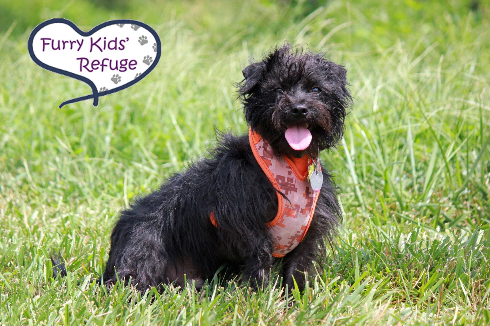 Enlarge Quincy: In Training, a Adopted Schnauzer in Lee's Summit, MO image 1/3