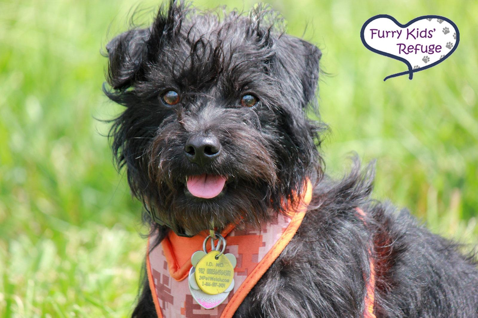 Enlarge Quincy: In Training, a Adopted Schnauzer in Lee's Summit, MO image 2/3