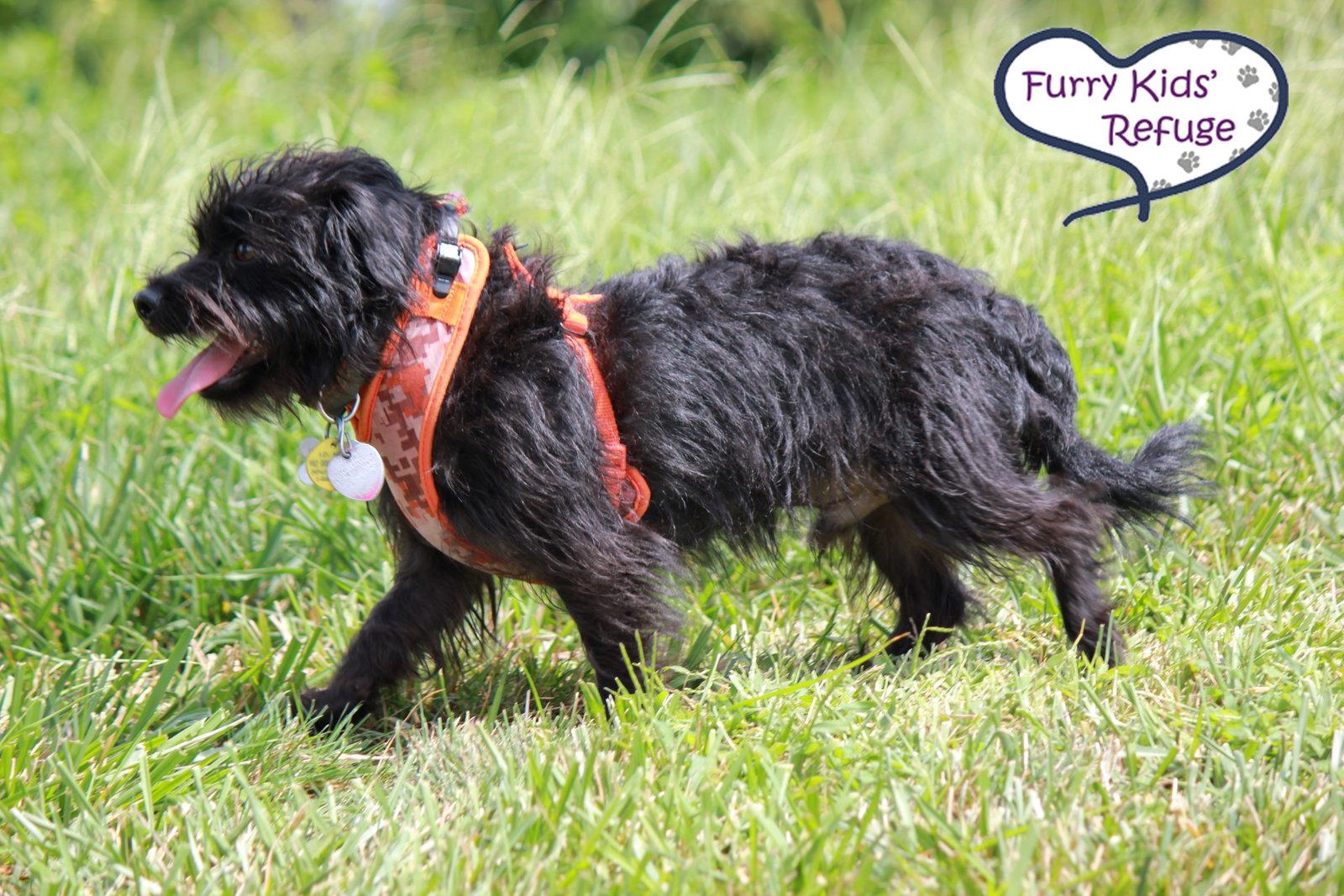 Enlarge Quincy: In Training, a Adopted Schnauzer in Lee's Summit, MO image 3/3