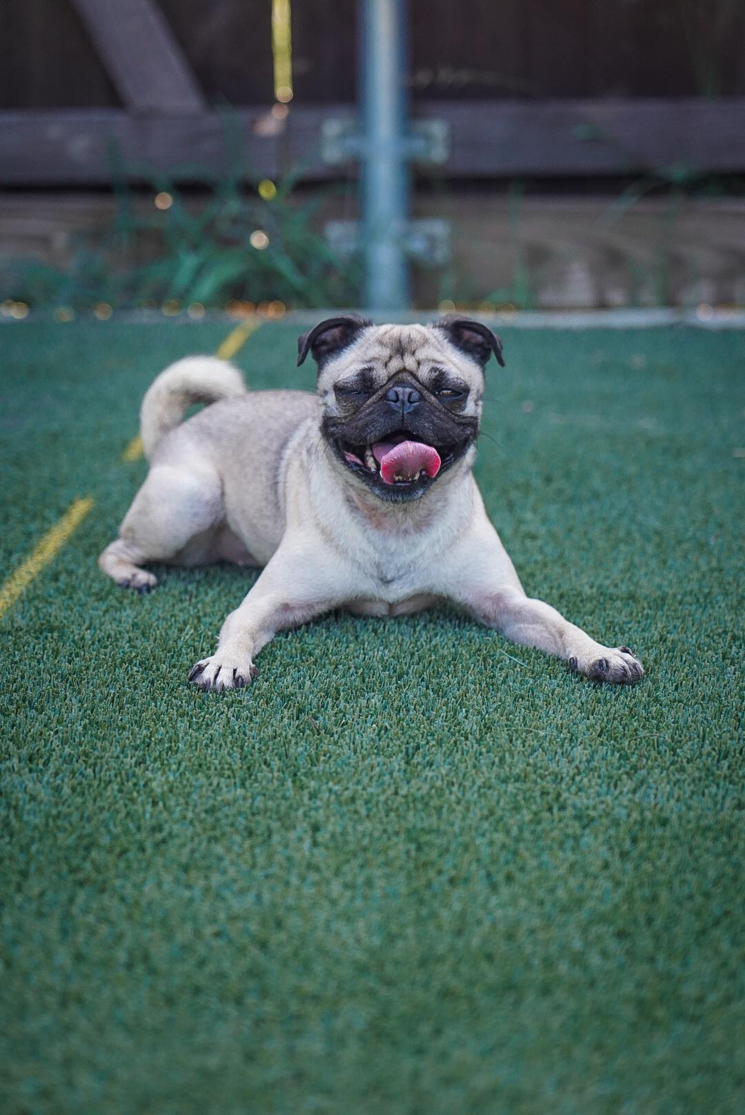 Addie, Adopted, Young Female Pug.