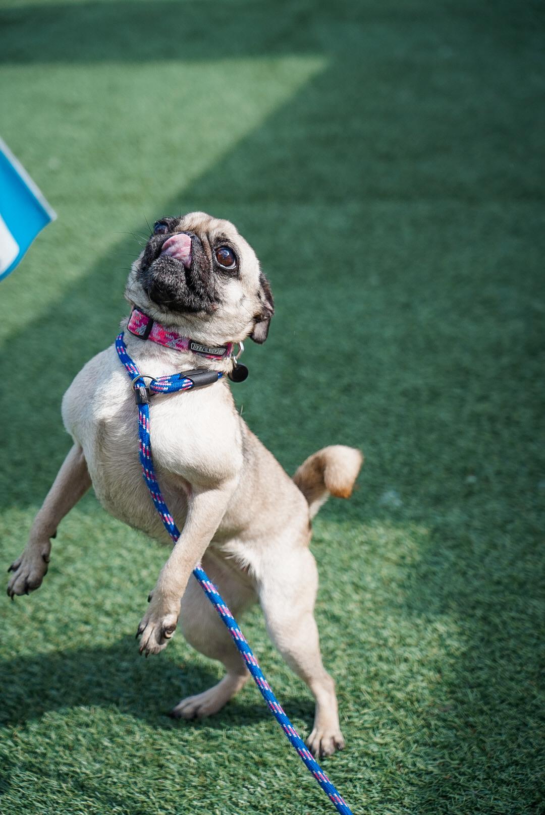 Enlarge Addie, a Adopted Pug in Mckinney, TX image 4/5