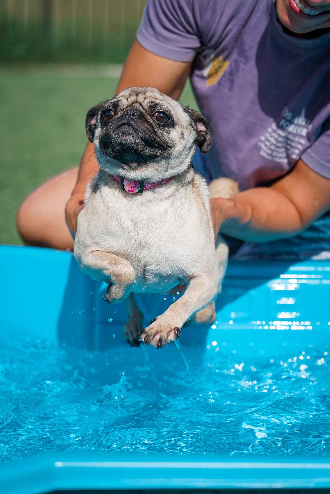 Enlarge Addie, a Adopted Pug in Mckinney, TX image 3/5