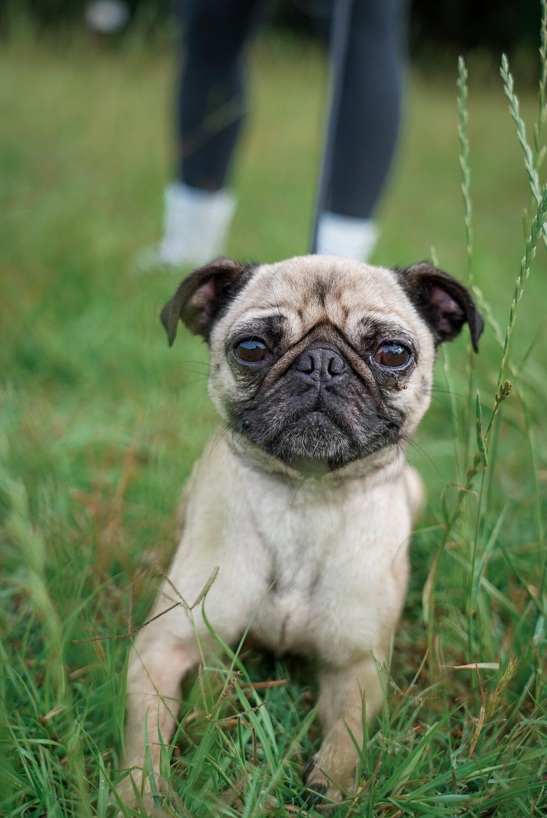 Enlarge Addie, a Adopted Pug in Mckinney, TX image 2/5
