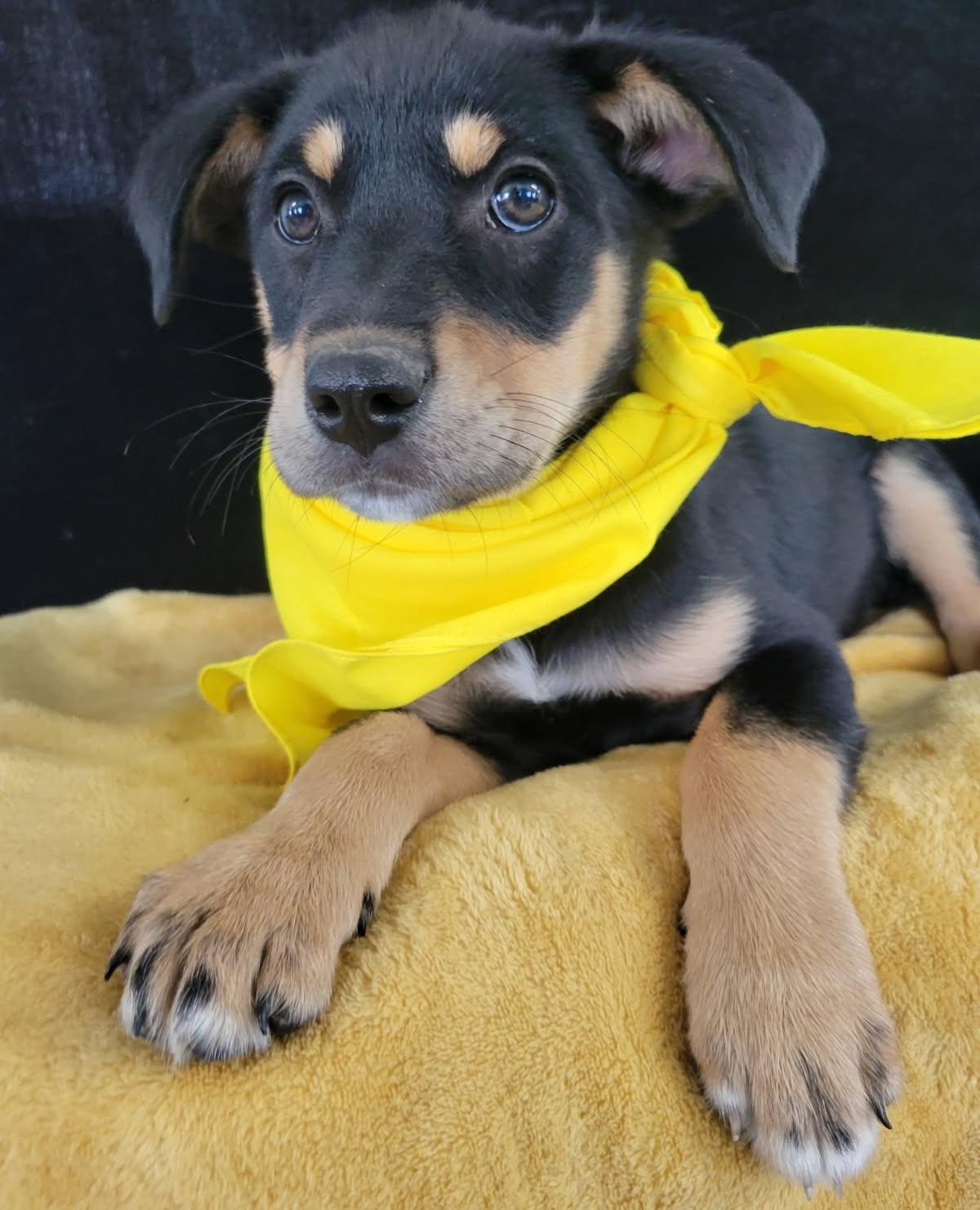 Queenie, Adoptable, Young Female Labrador Retriever & Mixed Breed.
