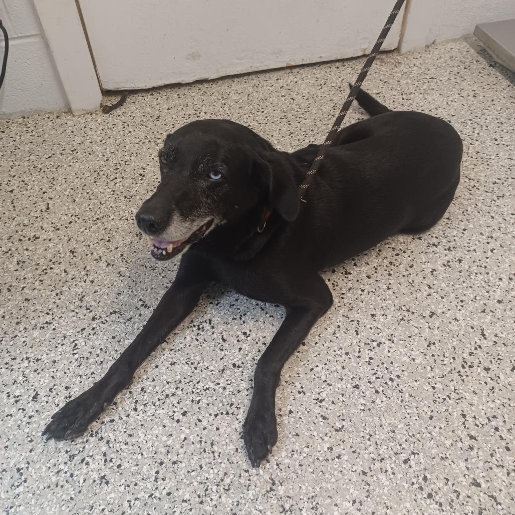 Good Golly Miss Molly, Adoptable, Senior Female Labrador Retriever & Hound.