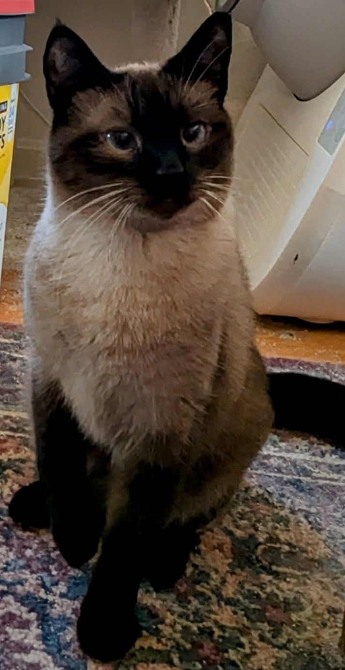Wood Sprite, an adoptable Siamese in Export, PA image 2/2