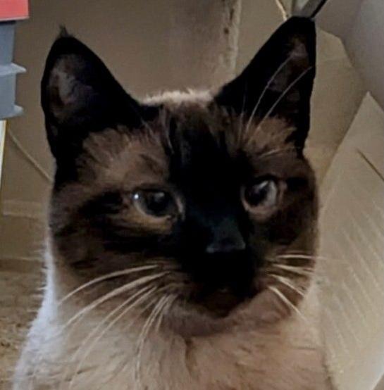 Wood Sprite, adoptable, Adult Female Siamese.