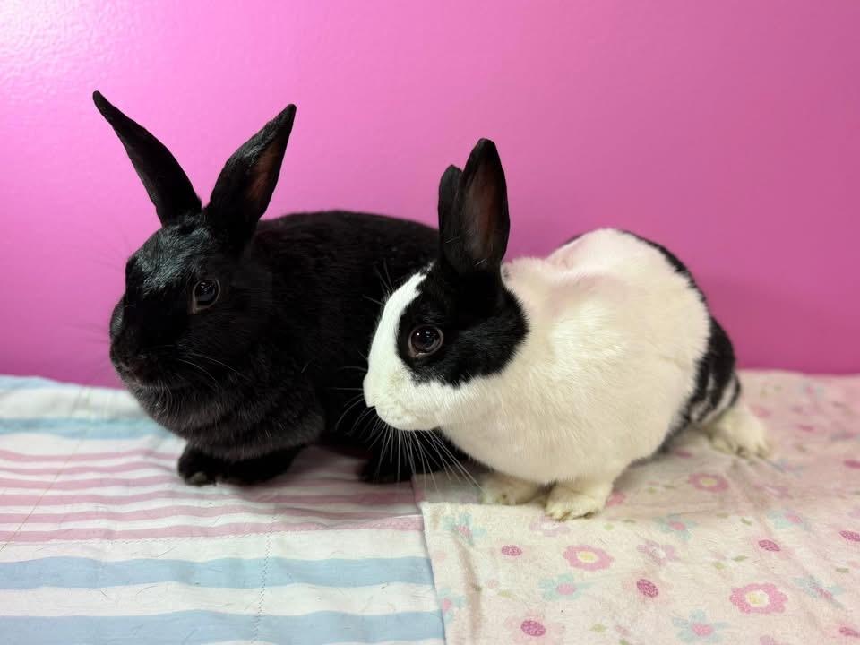 Enlarge Little Miss and Little Misses , a ADOPTABLE New Zealand in St. Charles, MO image 1/1