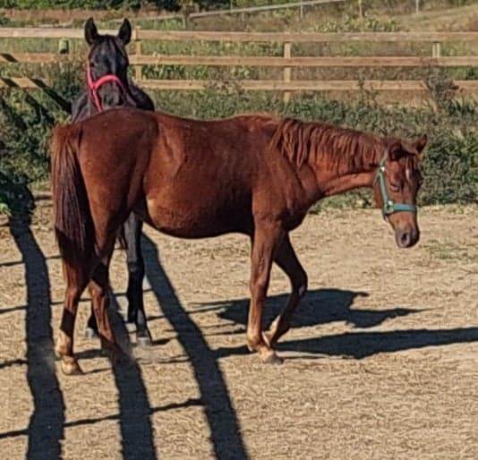 Enlarge Nevis, a Adoptable mixed breed in Leitchfield , KY image 1/8