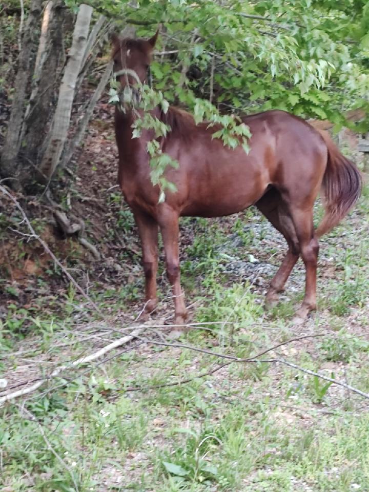 Enlarge Nevis, a Adoptable mixed breed in Leitchfield , KY image 2/8