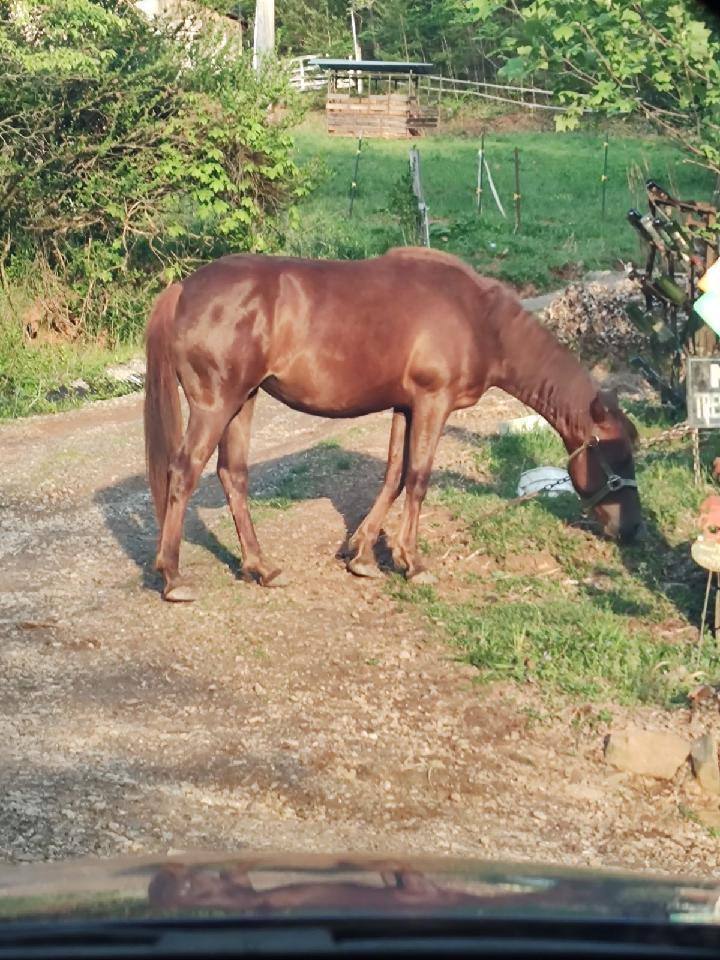 Enlarge Nevis, a Adoptable mixed breed in Leitchfield , KY image 3/8