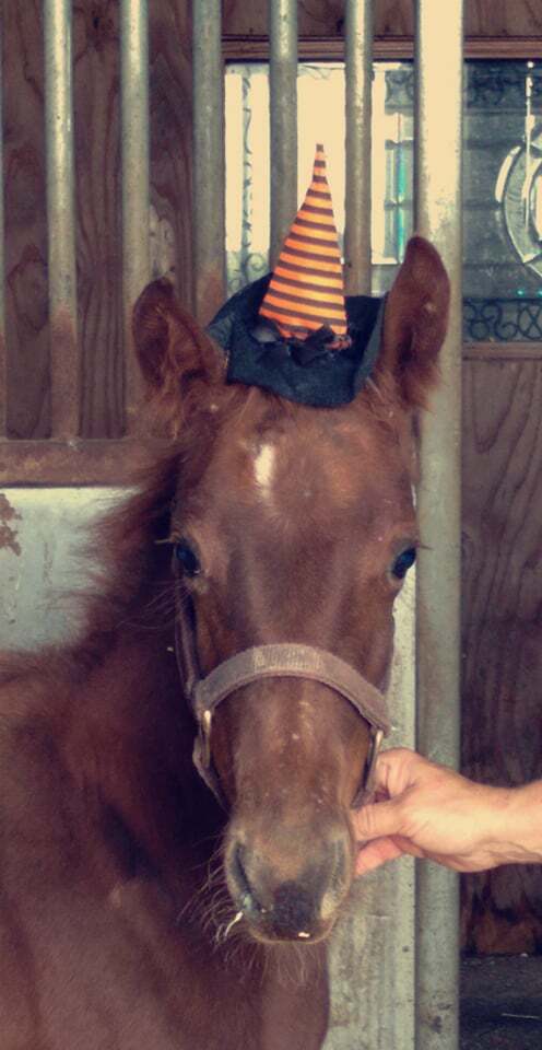 Enlarge Nevis, a Adoptable mixed breed in Leitchfield , KY image 4/8