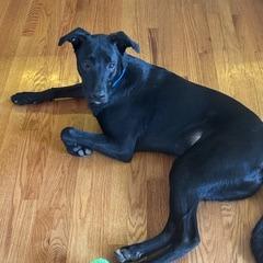 Stitch 2097, a Adoptable Black Labrador Retriever in Kansas City, MO image 3/4