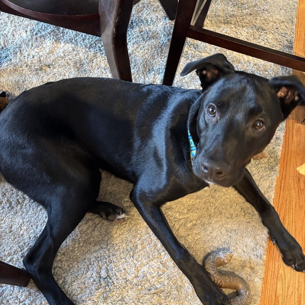 Stitch 2097, a Adoptable Black Labrador Retriever in Kansas City, MO image 4/4