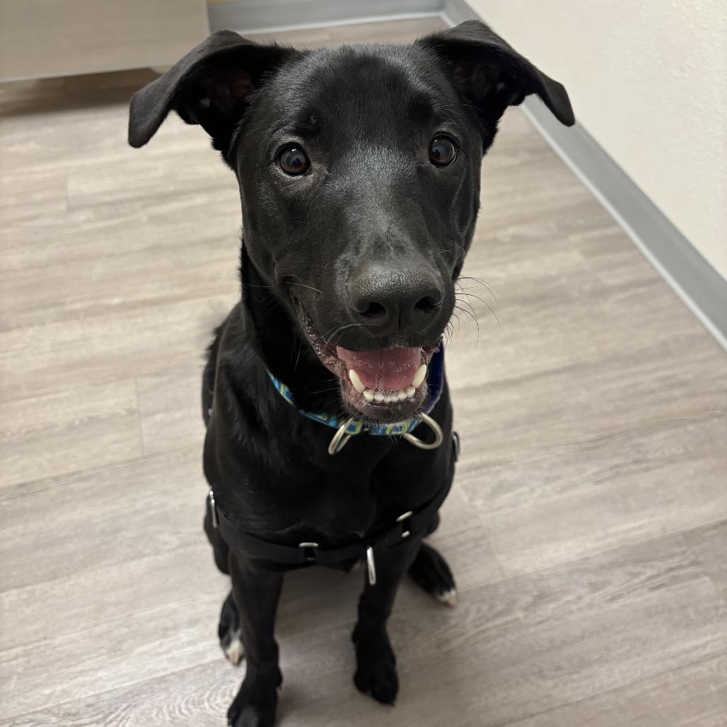 Stitch 2097, a Adoptable Black Labrador Retriever in Kansas City, MO image 1/4