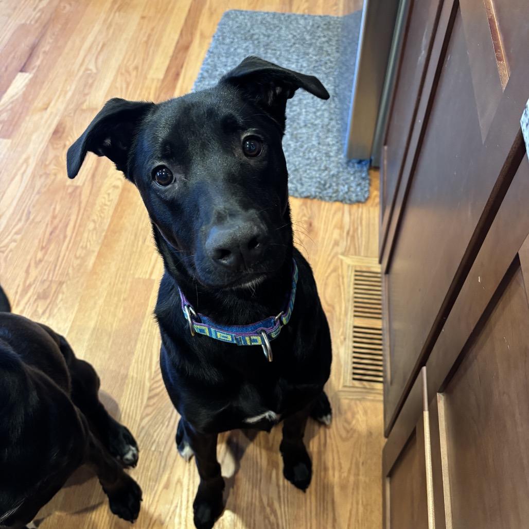 Stitch 2097, a Adoptable Black Labrador Retriever in Kansas City, MO image 2/4