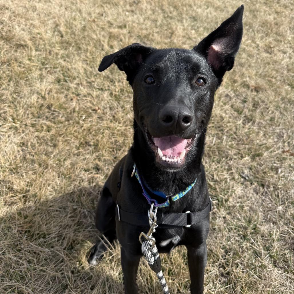 Stitch 2097, Adoptable, Young Male Mixed Breed.