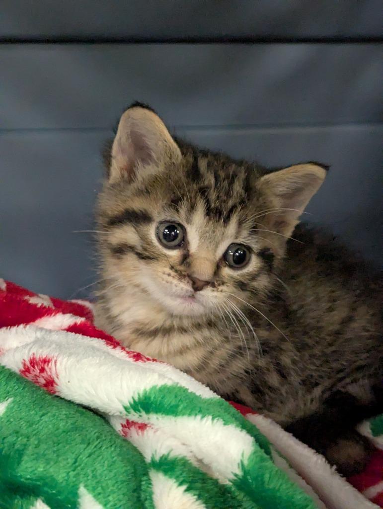 Dee, Adopted, Kitten Female Domestic Short Hair.