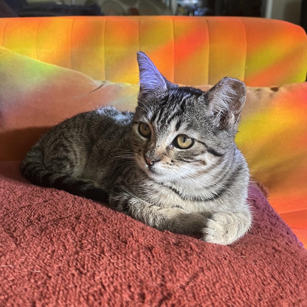 The Mummy (1999), Adoptable, Kitten Female Domestic Short Hair.