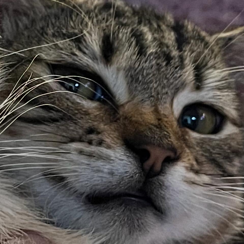 Enlarge The Mummy (1999), a Adoptable Domestic Short Hair in Costa Mesa, CA image 2/5