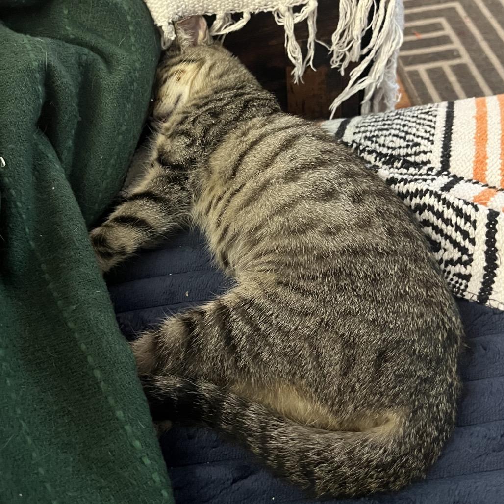 Enlarge The Mummy (1999), a Adoptable Domestic Short Hair in Costa Mesa, CA image 3/5