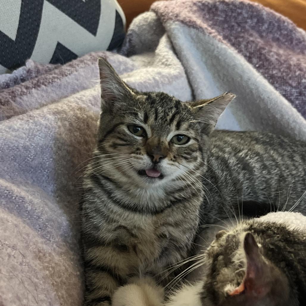 Enlarge The Mummy (1999), a Adoptable Domestic Short Hair in Costa Mesa, CA image 4/5